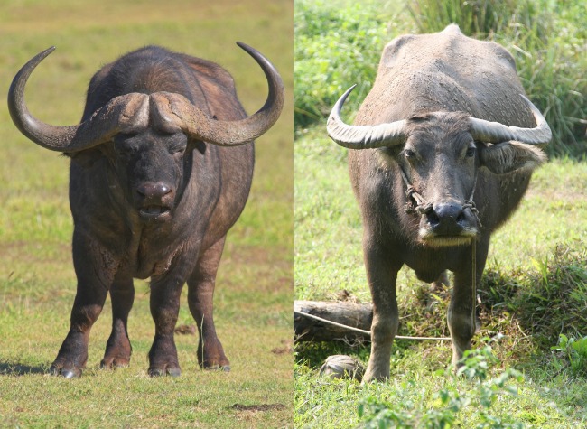 What's the difference?: Bison vs. buffalo