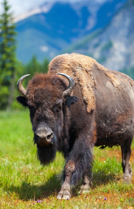 modstå vinden er stærk inflation The Difference Between Bison and Buffalo | Steaks and Game